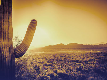 All things are illuminated in the desert...